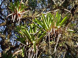 Bromelias epifitas sobre araucarias, Parque Nacional de Aparados da Serra, Brasil