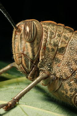 Anacridium aegyptium (Orthoptera Acrididae)