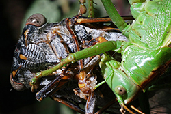 Tetigónido devorando una cicada viva. Caúcaso