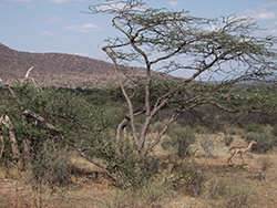 Acacia y gacela jirafa en la tierra de los Samburu (Kenia)