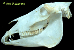 Cráneo de un caballo.