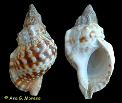Conchas de Charonia. Vistas dorsal y ventral.