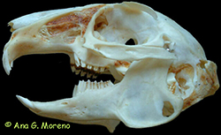 Cráneo de conejo. (Lagomorfo).