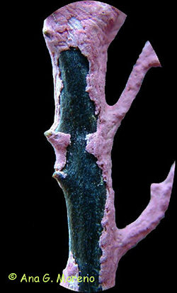 Detalle del esqueleto de una colonia de Lophogorgia. Octocoralario.