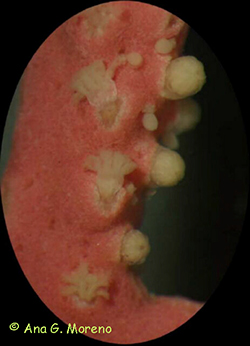 Detalle de una colonia de Lophogorgia. Octocoralario.