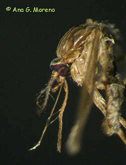 Detalle de la cabeza de un mosquito.