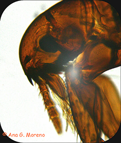 Detalle de la cabeza de una pulga