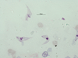 Tripomastigoto de Trypanosoma brucei.