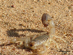 Escorpión del Sahara