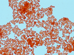 Tinción simple de Micrococcus luteus