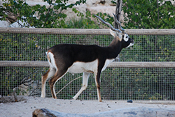 Antilope cervicapra (Linnaeus 1758)