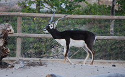 Antilope cervicapra (Linnaeus 1758)