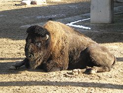 Bison bison (Linnaeus, 1758)