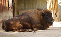 Bison bonasus (Linnaeus 1758)