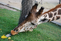 Giraffa camelopardalis  (Linnaeus, 1758)