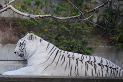 Panthera tigris altaica  Temminck, 1844