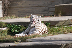 Panthera tigris altaica  Temminck, 1844