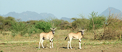 Orix (Oryx gacella)