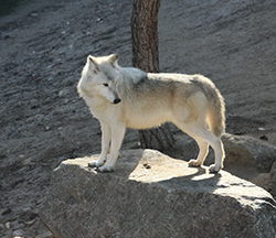 Lobo de Alaska
