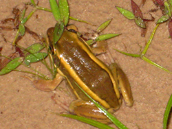 Rana  (Hyperolius sp. )