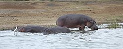 Hipopótamo (Hippotamus amphibius)