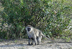 Mono verde (Cercopithecus Aethiops)