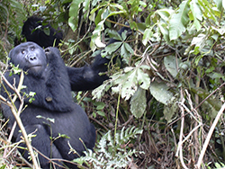 Gorila de montaña (Gorila Beringei Beringei) Uganda