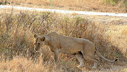 León (Panthera Leo) Tanzania (hembra)