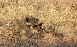 León (Panthera Leo) Tanzania (hembra y cachorro)