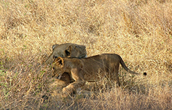 León (Panthera Leo) Tanzania (hembra y cachorro)