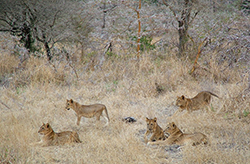León (Panthera Leo) Tanzania (hembras)
