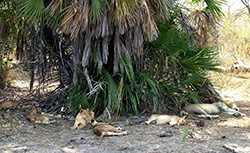 León (Panthera Leo) Tanzania (manada)