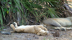 León (Panthera Leo) Tanzania (cachorro)