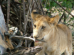 León (Panthera Leo) Tanzania (cachorro)