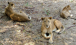 León (Panthera Leo) Tanzania (hembras)
