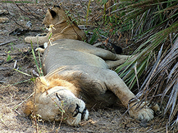 León (Panthera Leo) Tanzania