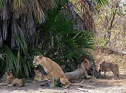 León (Panthera Leo) Tanzania (manada)