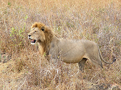 León (Panthera Leo) Tanzania