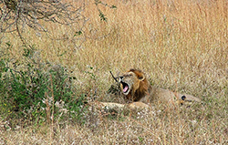 León (Panthera Leo) Tanzania (apareamiento)