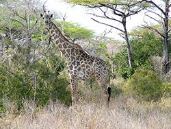 Jirafa (Giraffa camelopardalis) Tanzania