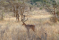 Impala (Aepyceros Melampus) Tanzania