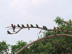 Abejaruco común (Merops apiaster) Tanzania