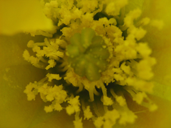 Flor de Opuntia sp. (Chumbera)