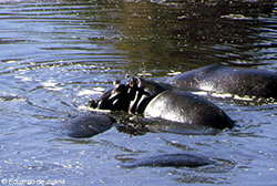 Hipopótamos comunes