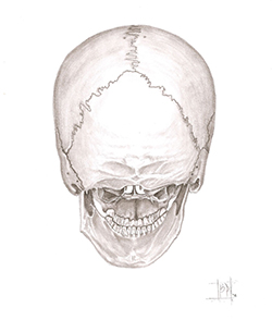 Cráneo humano vista posterior
