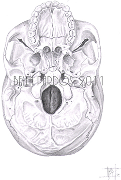 Cráneo humano, norma basal