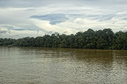 Río Kinabatangan. Borneo
