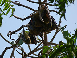 Murciélago (Senegal)