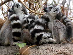 Lemur de cola anillada.-Madagascar.- Reserva de Anja
