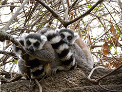 Lemur de cola anillada.-Madagascar.- Reserva de Anja